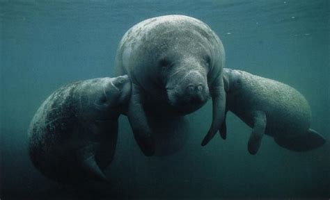 HerbWeb Manatees: manatee family photos