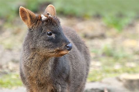 Which Is The World's Smallest Species Of Deer And Where Is It Found ...