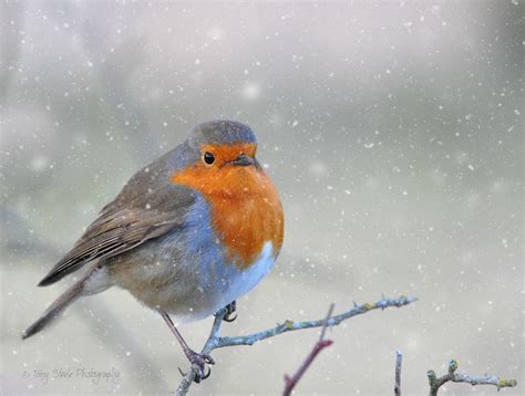 Robin in the Snow | Beautiful birds, Robin bird, Wildlife conservation