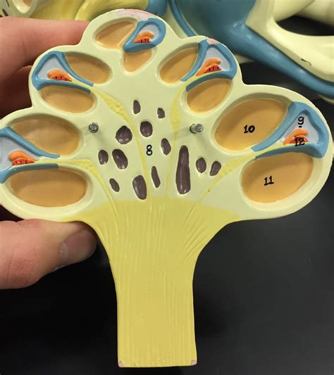 Anatomy of Cochlea (Model) Diagram | Quizlet