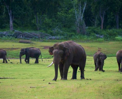 Kabini National Park Tour Packages 2021 | Wildlife Safari