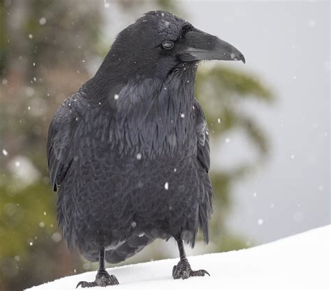 Snow Day Raven | The Urban Nature Enthusiast