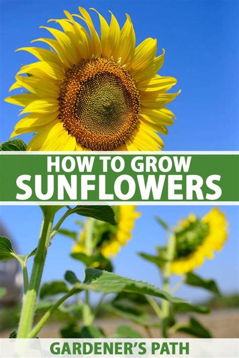 How to Plant and Grow Sensational Sunflowers | Gardener's Path