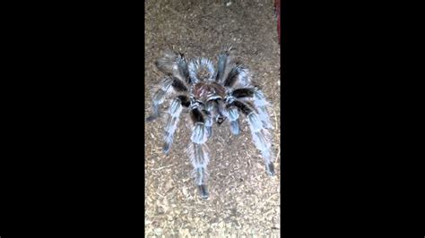 Tarantula versus wolf spider - YouTube