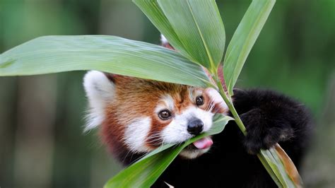 Red Panda Eating Bamboo