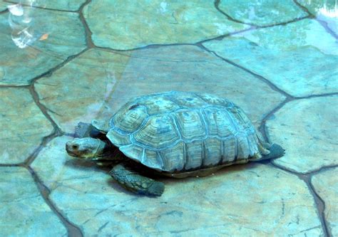 Sea Turtle Free Stock Photo - Public Domain Pictures