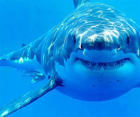 Great White Shark Dies in Captivity in Japanese Aquarium | Plants And Animals