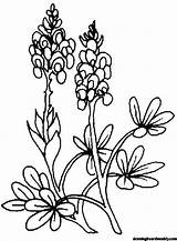 Bluebonnet Coloring Page sketch template