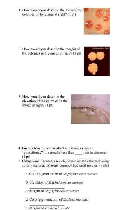 Solved Microorganisms Colony morphology can be an aid in the | Chegg.com