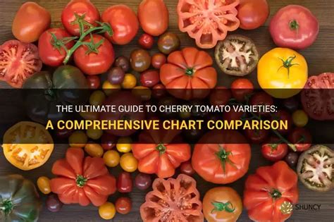 The Ultimate Guide To Cherry Tomato Varieties: A Comprehensive Chart Comparison | ShunCy