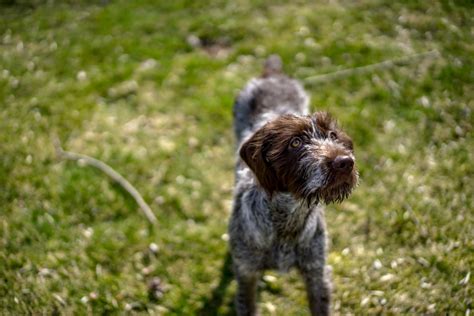 Wirehaired Pointing Griffon puppies - Care, training and more | Pawzy