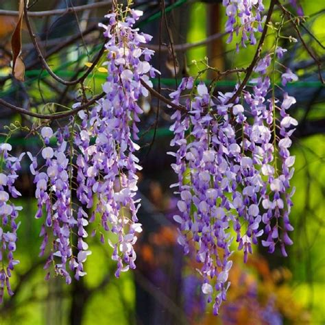 Mixed Color Wisteria Tree Seeds, 10pcs/pack – GreenSeedGarden