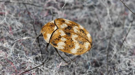 Identifying Carpet Beetle Damage