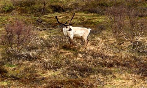 Reindeer in Iceland - NAT