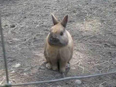 Happy Pappy Farm's What's up Doc?? - YouTube
