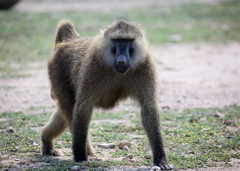 Baboon history and some interesting facts