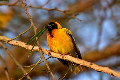 Weaver Species Bird Images | Earth Life