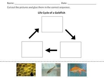 Goldfish Life Cycle