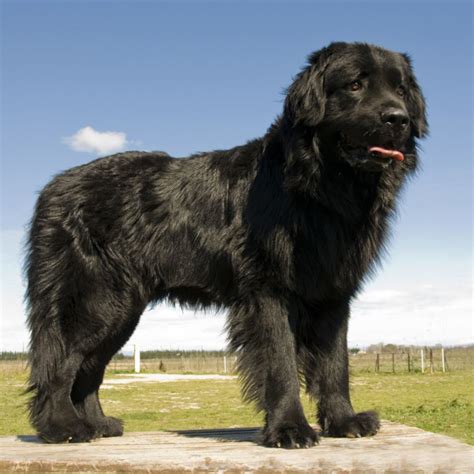 Black Newfoundland - Pet Paw