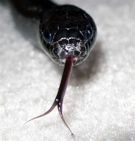 kingsnake.com photo gallery > Kingsnakes > Mexican Black Kingsnake