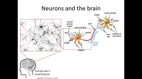 Neural Networks 3: axons, dendrites, synapses - YouTube