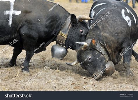 A Fierce And Violent Attack By One Cow Against Another During A Cow ...