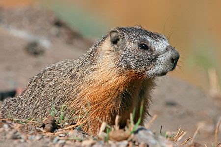 Yellow-bellied Marmot Facts - NatureMapping