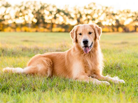 Golden Retriever Puppies | Animal Kingdom & Puppies ‘N Love