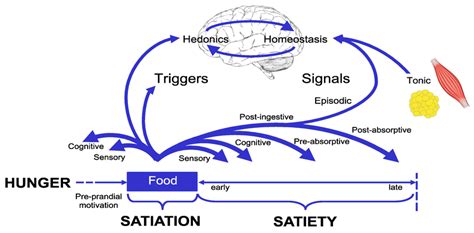 The Satiety Cascade depicts meal size and the time between meals is ...