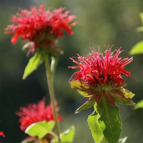 Monarda didyma Bee Balm from Sandy's Plants