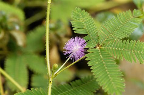 Sensitive Plant Stock Photo - Download Image Now - iStock