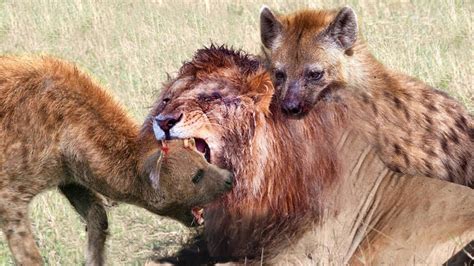 Angry Hyena attacks Lion and steal the food, Harsh Life of Wild Animals - YouTube