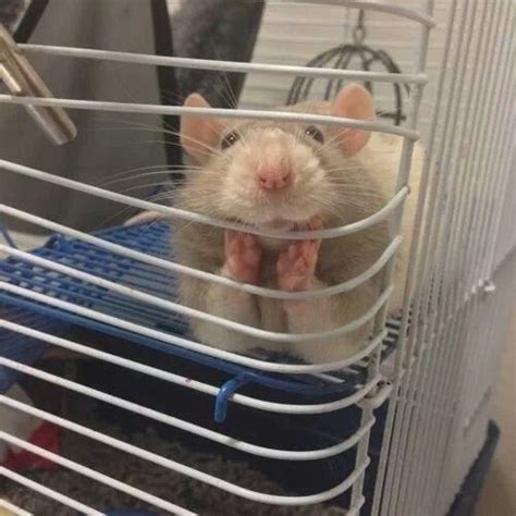 Despite all my rage, I'm still just a rat in a cage. : pics