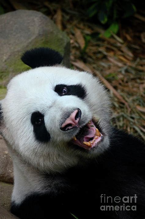 Panda bear growls and shows teeth while looking at camera Singapore ...