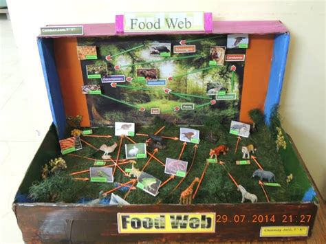 Food Web Project: Best Out of Waste