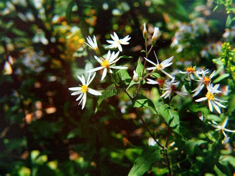 White Wildflowers from the Smoky Mountains Stock Image - Image of yellow, summer: 236405479