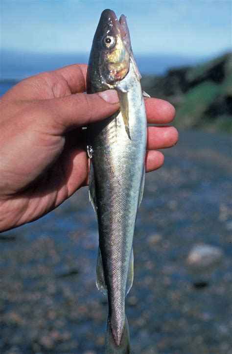 Survey shows billions of juvenile Arctic cod under sea ice | Alaska Public Media