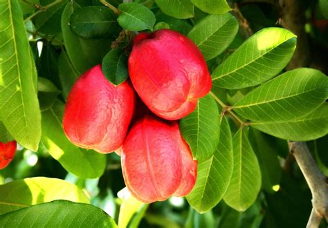 What are the Health Benefits of Ackee Apple Fruit - VegetaFruit