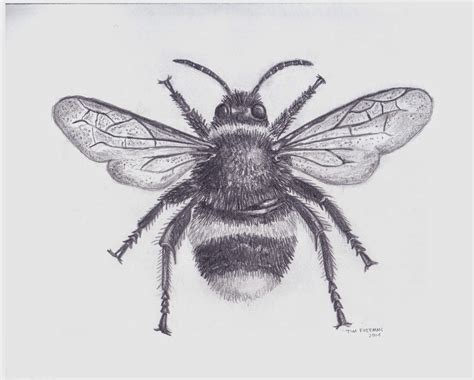 Tim Freeman Design & Illustration: Bumble Bee