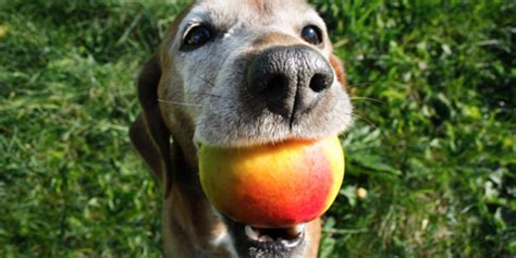 Can Dogs Eat Apples? (2024 Guide)