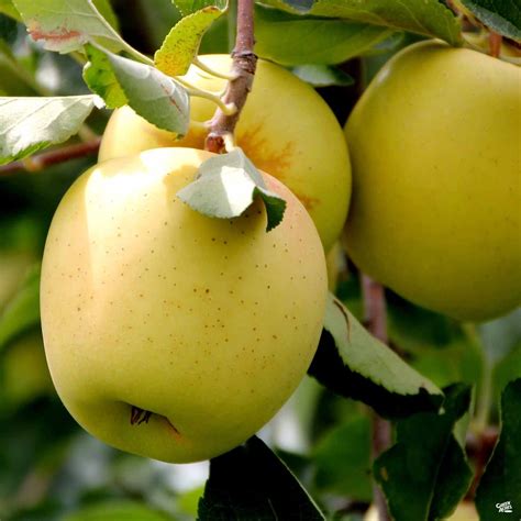 Yellow Delicious Apple — Roots to Fruits Nursery