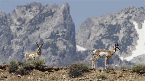 Wyoming Wildlife Migrations | Travel Wyoming. That's WY