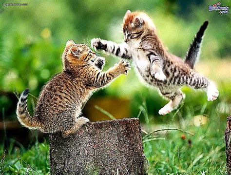 Cute Animal Screensavers | Best Free HD Wallpaper