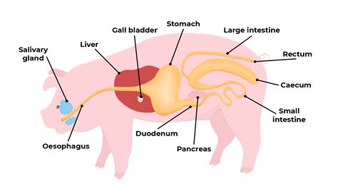 Pig Digestive System Diagram