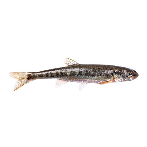 Fathead Minnow – MyFishTruck