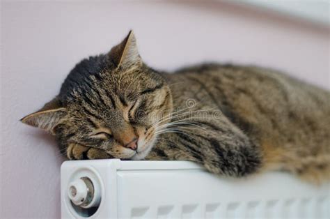 A Beautiful Cat Sleeping in the House on a Heater. Stock Image - Image of resting, lies: 111812039