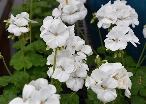 Try Zonal geraniums for beautiful gardens | Mississippi State University Extension Service