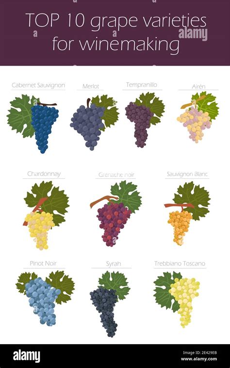 Grapes varieties for wine. Winemaking infographic. Vector illustration Stock Vector Image & Art ...