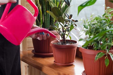 How much to water houseplants: expert trick for keeping plants alive ...