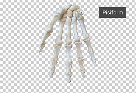 Carpal Bones Triquetral Bone Anatomy Wrist Carpal Tunnel PNG, Clipart, Anatomy, Arm, Bone, Bone ...